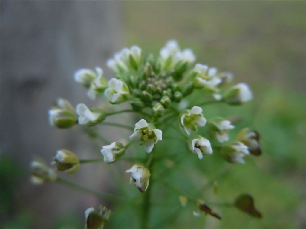 Capsella bursa-pastoris / Borsapastore comune